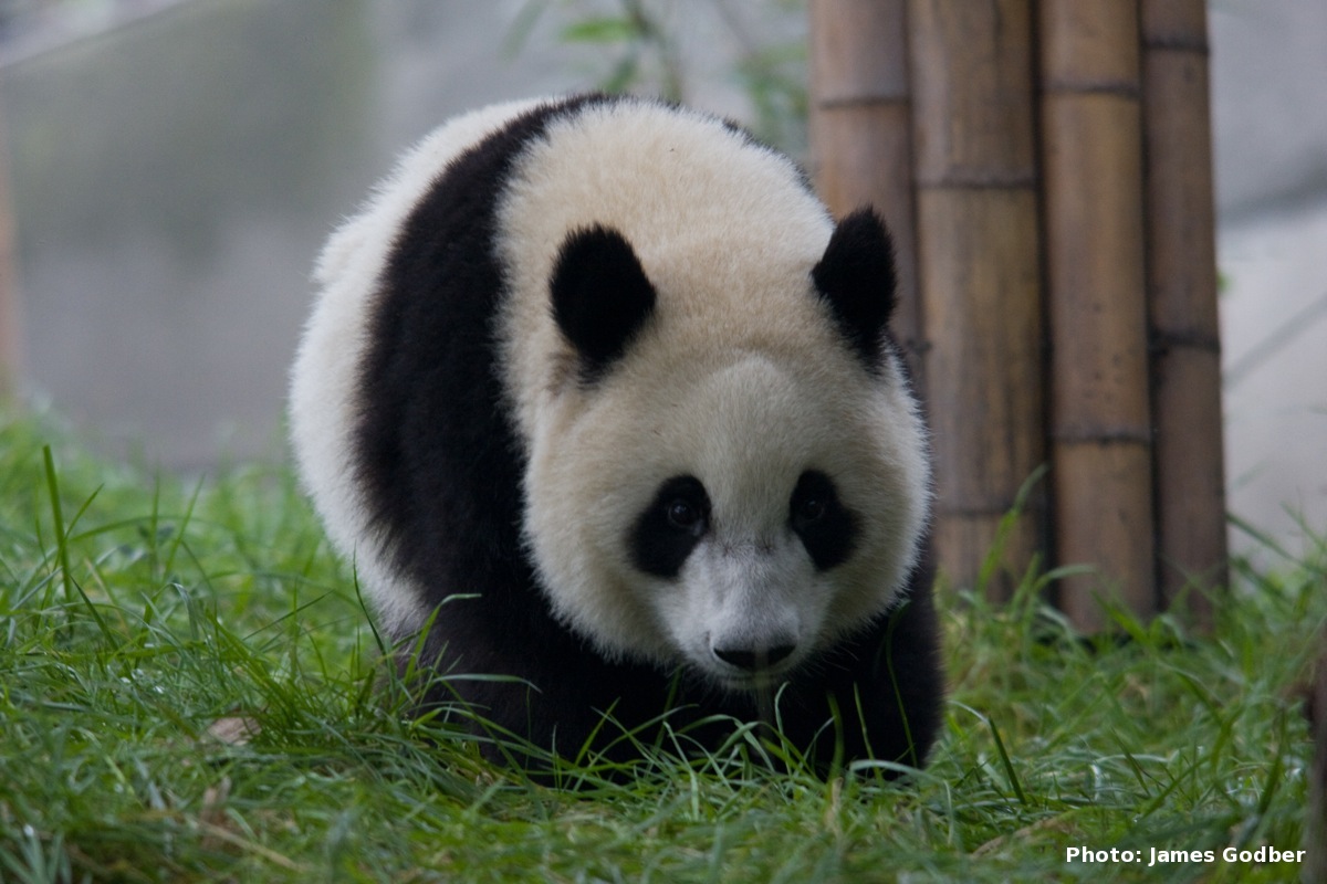 Foto Lucu Binatang Panda Terbaru Display Picture Keren Gambar Hewan